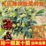 大红袍板栗，油板栗苗，当年挂果，基地直发量大从优