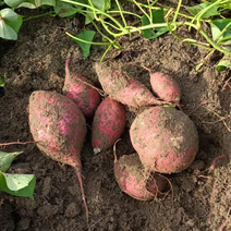 济薯26红薯黄心蜜薯种植基地大量有货欢迎来电