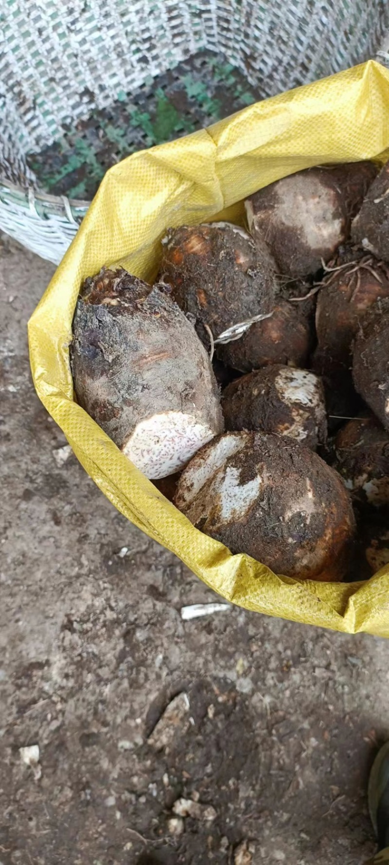 武夷山香芋香糯种植基地大量有货欢迎电话联系