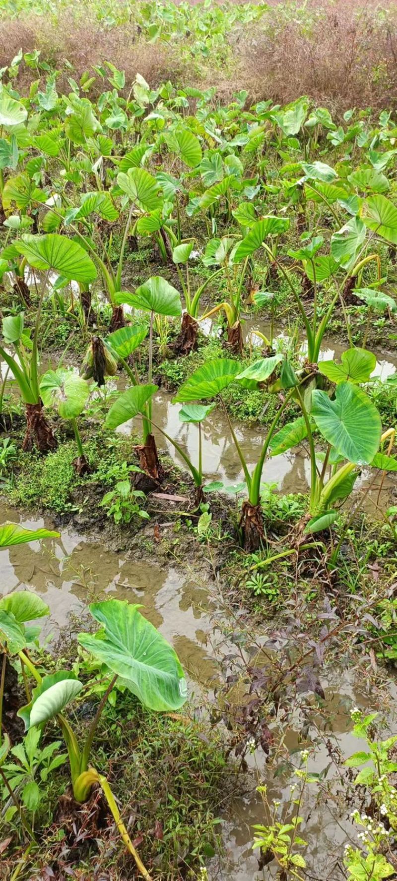 武夷山香芋香糯种植基地大量有货欢迎电话联系