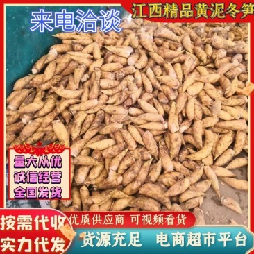 冬笋，黄泥冬笋，去根货，三两以上量大从优欢迎联系