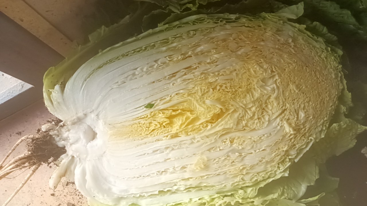 黄心白菜与普通白菜对比图