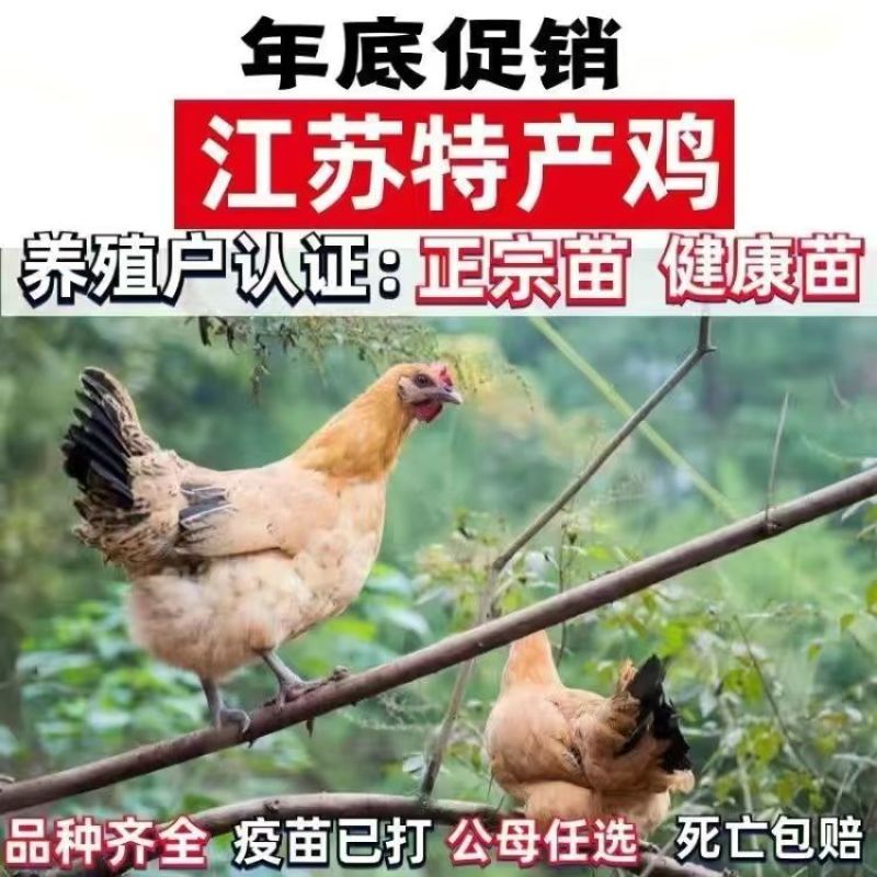 清仓特惠各种鸡苗小鸡批发包成活役苗开箱验货路损赔偿小鸡