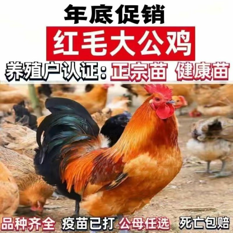 清仓特惠各种鸡苗小鸡批发包成活役苗开箱验货路损赔偿小鸡