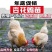 清仓特惠各种鸡苗小鸡批发包成活役苗开箱验货路损赔偿小鸡