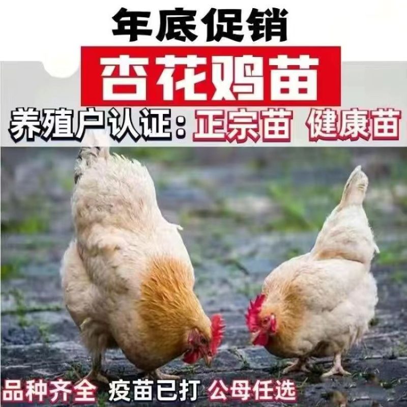 清仓特惠各种鸡苗小鸡批发包成活役苗开箱验货路损赔偿小鸡