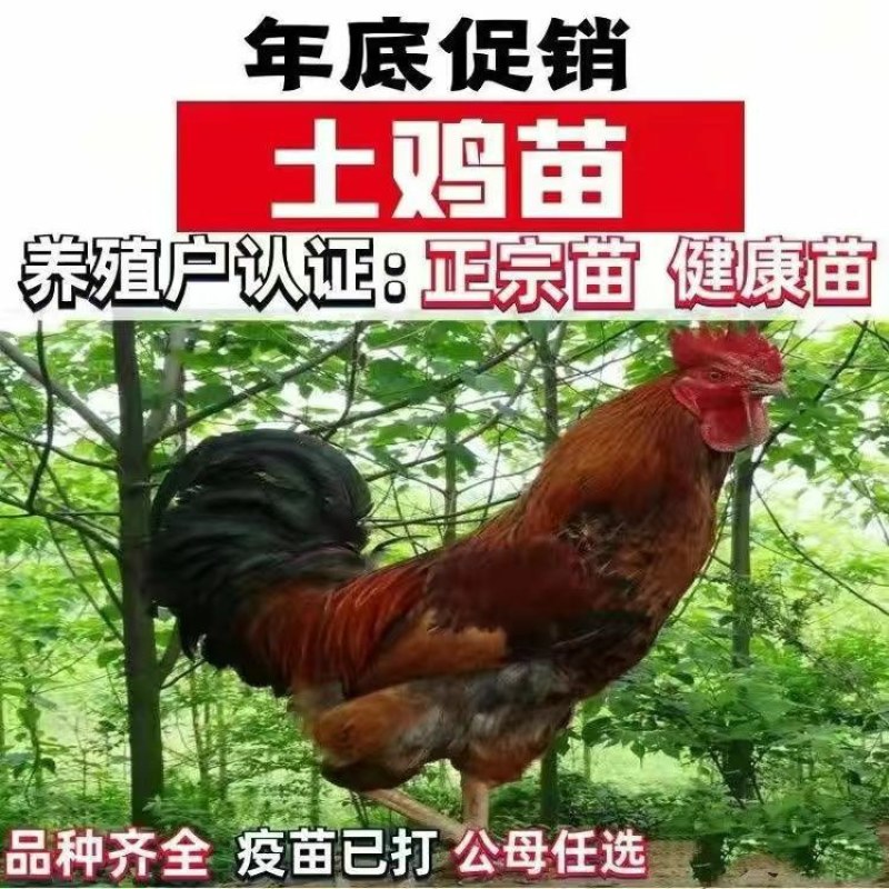 清仓特惠各种鸡苗小鸡批发包成活役苗开箱验货路损赔偿小鸡