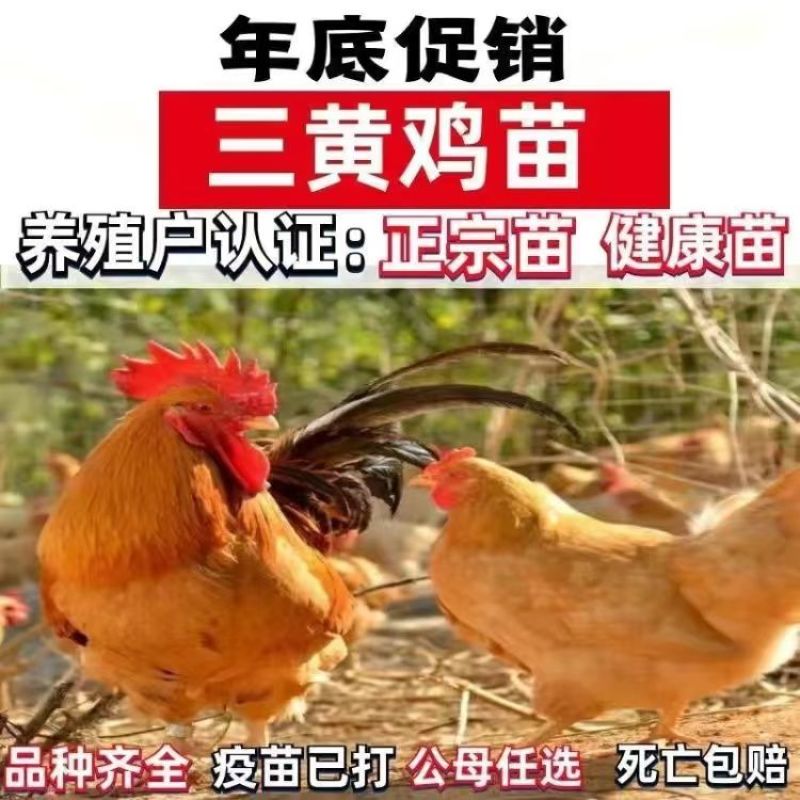清仓特惠各种鸡苗小鸡批发包成活役苗开箱验货路损赔偿小鸡