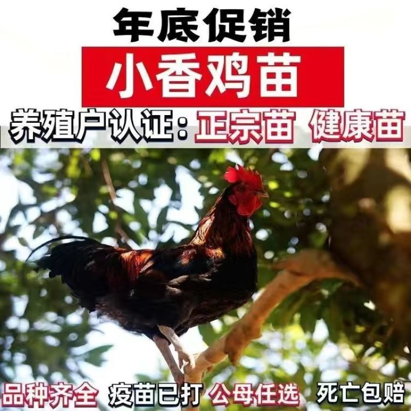 清仓特惠各种鸡苗小鸡批发包成活役苗开箱验货路损赔偿小鸡