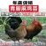 清仓特惠各种鸡苗小鸡批发包成活役苗开箱验货路损赔偿小鸡