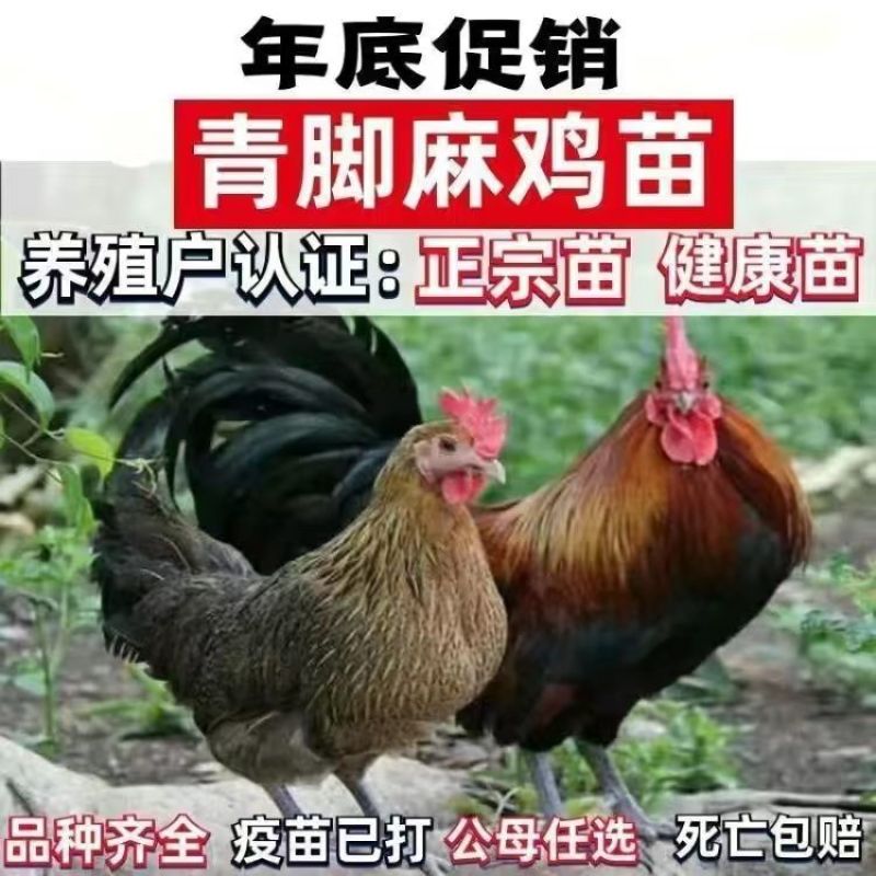 清仓特惠各种鸡苗小鸡批发包成活役苗开箱验货路损赔偿小鸡