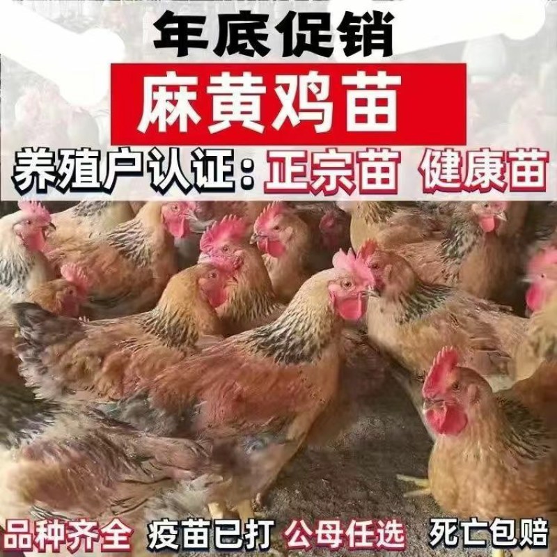 清仓特惠各种鸡苗小鸡批发包成活役苗开箱验货路损赔偿小鸡