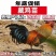 清仓特惠各种鸡苗小鸡批发包成活役苗开箱验货路损赔偿小鸡