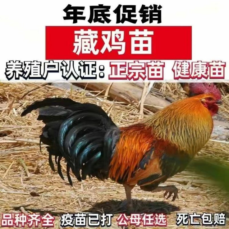 清仓特惠各种鸡苗小鸡批发包成活役苗开箱验货路损赔偿小鸡
