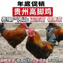 清仓特惠各种鸡苗小鸡批发包成活役苗开箱验货路损赔偿小鸡