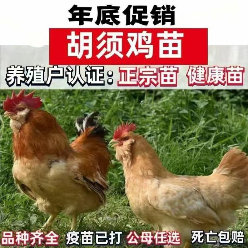 清仓特惠各种鸡苗小鸡批发包成活役苗开箱验货路损赔偿小鸡