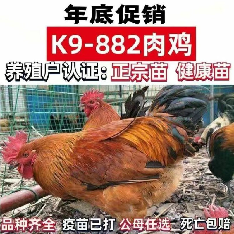 清仓特惠各种鸡苗小鸡批发包成活役苗开箱验货路损赔偿小鸡