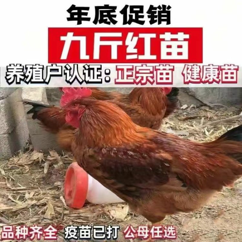 清仓特惠各种鸡苗小鸡批发包成活役苗开箱验货路损赔偿小鸡