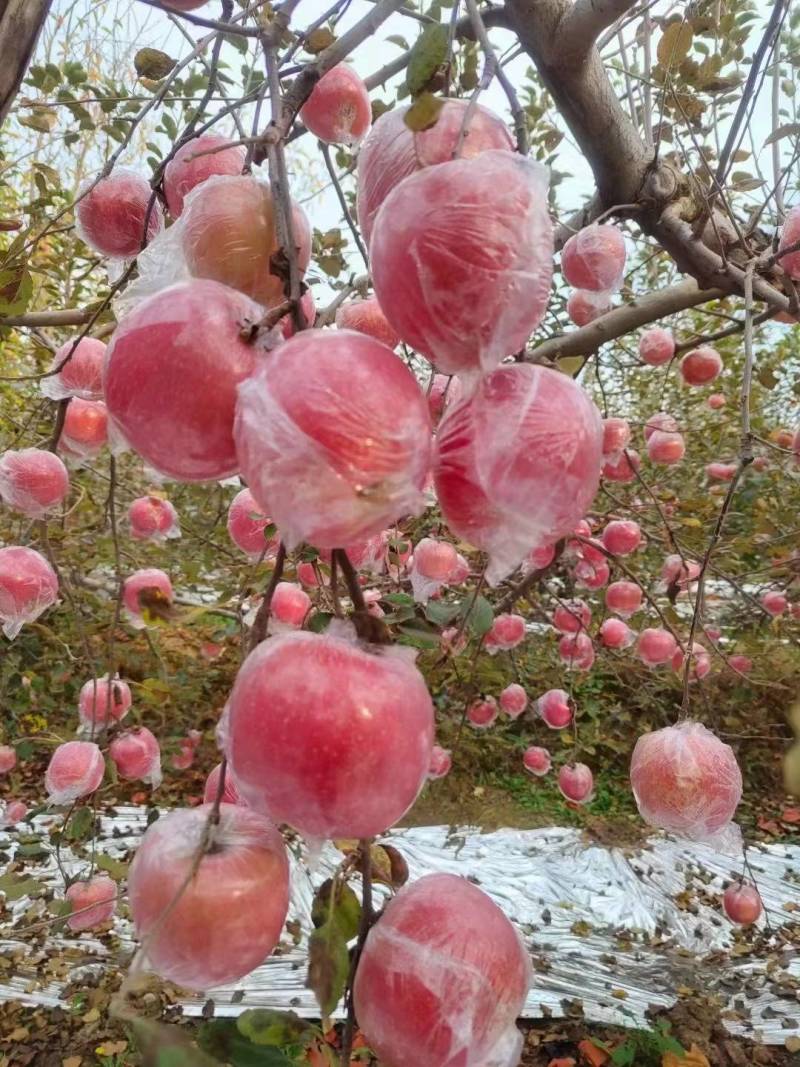 包邮到家《红富士苹果》山西苹果冰糖心苹果纸箱包装