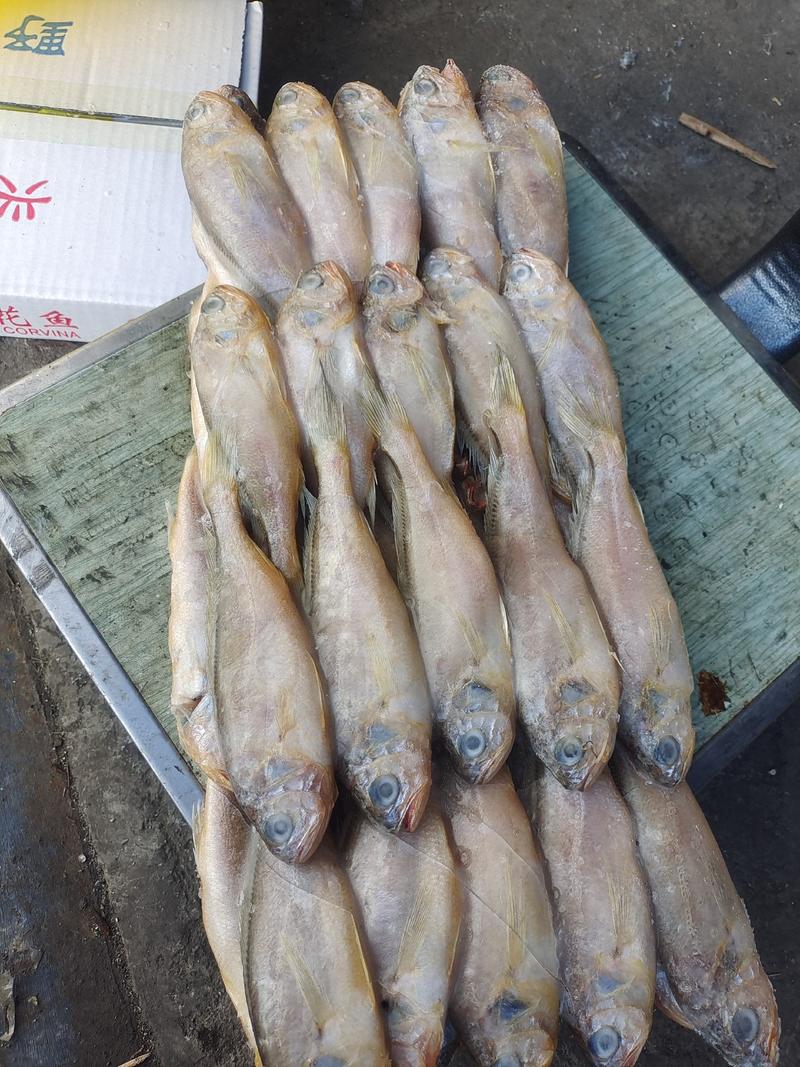 黄花鱼适合工厂穿串加工，烧烤，市场批发销售，鲜度佳
