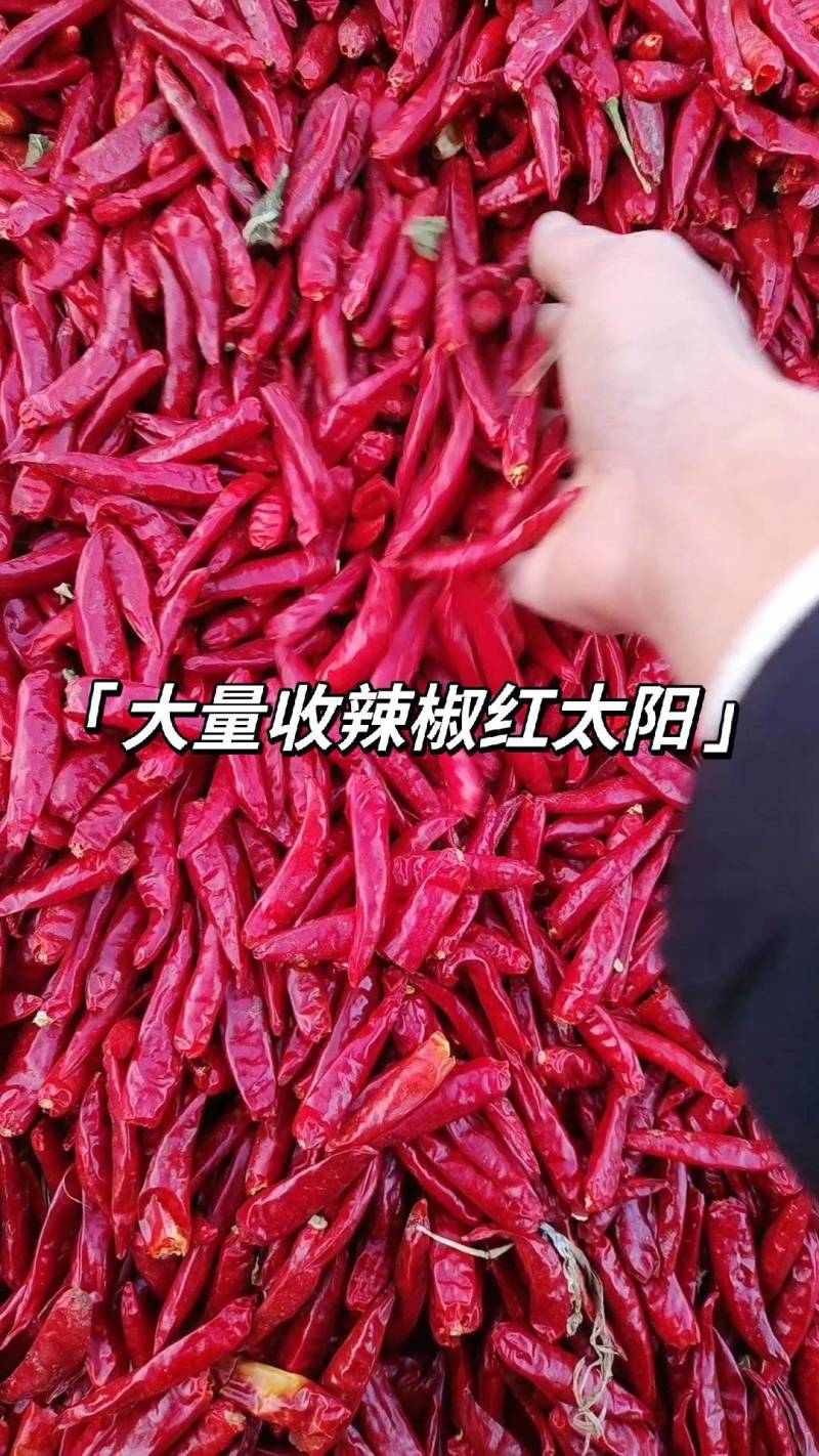 产区大面积供应全国各大市场朝天椒大量有货