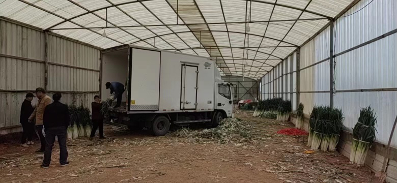 章丘大葱机械化收获现场