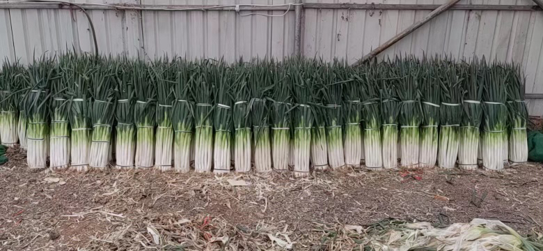 现代化大葱分拣包装车间