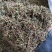 花椒杆/花椒把子/产地直发品质好需要的老板电话联系