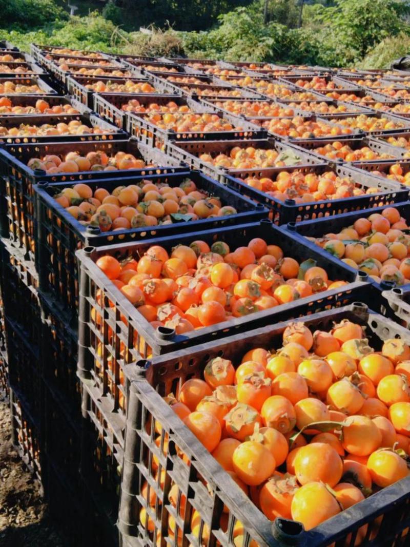 精品小火罐柿子大量有现货需要联系，产地供应，价格美丽可看