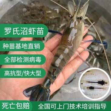 罗氏沼虾苗大头虾苗长臂虾苗基地直发技术指导