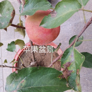 会移动的果园—苹果盆景，室内，庭院造氧、美化、采摘于一体