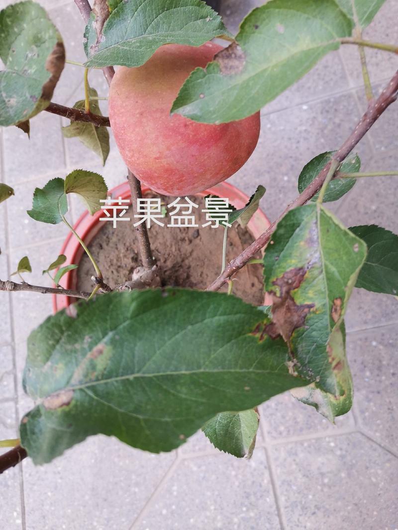 会移动的果园—苹果盆景，室内，庭院造氧、美化、采摘于一体
