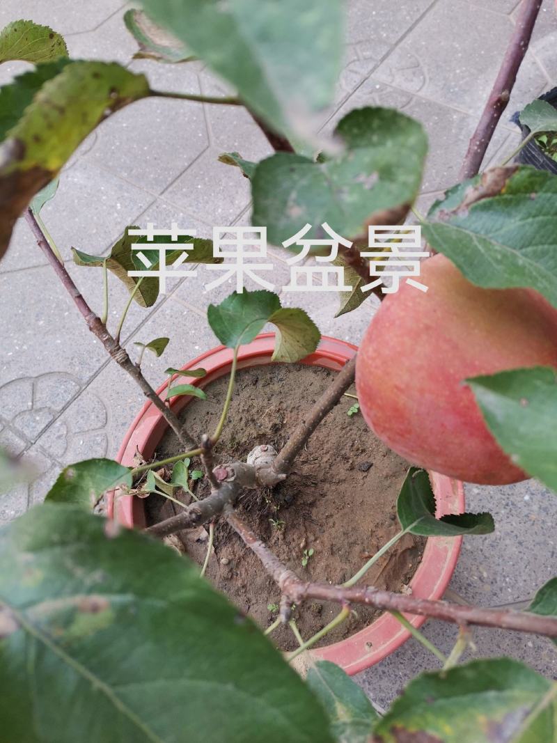 会移动的果园—苹果盆景，室内，庭院造氧、美化、采摘于一体