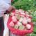 粉玉草莓母苗抗病能量强口感好丰产小苗预售