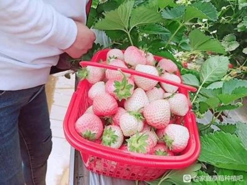 粉玉草莓母苗抗病能量强口感好丰产小苗预售