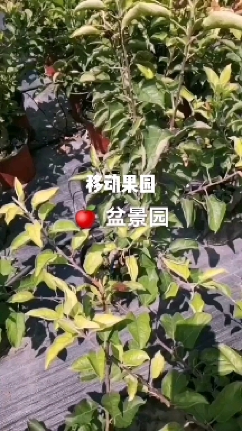 会移动的果园—苹果盆景，室内，庭院造氧、美化、采摘于一体
