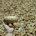 姜母头整年供应泡脚姜，加工厂专用
