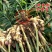 姜母头整年供应泡脚姜，加工厂专用