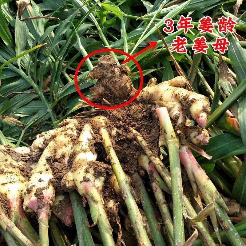 姜母头整年供应泡脚姜，加工厂专用