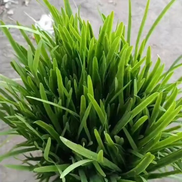 精品大棚韭菜万亩基地需要的联系
