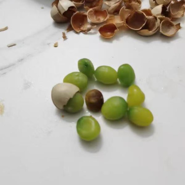 银杏白果