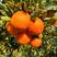 [热卖]纽荷尔脐橙-大量供应-产地直供-价格优惠-可验货