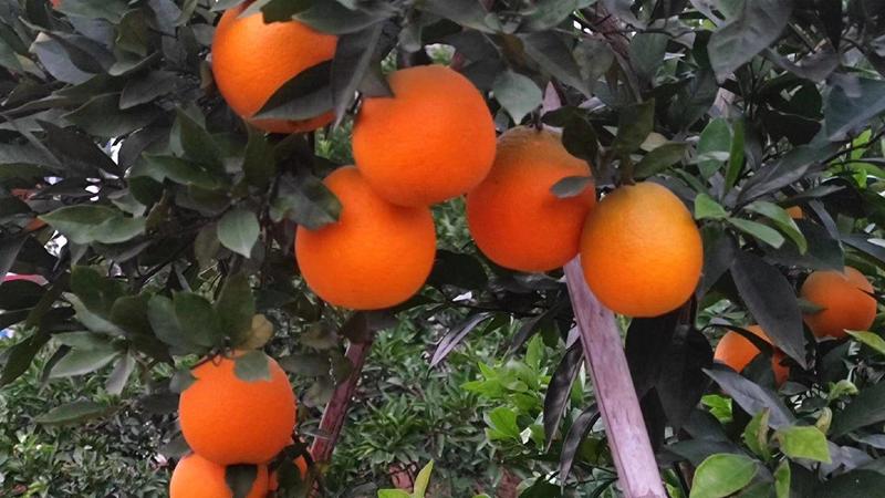[热卖]纽荷尔脐橙-大量供应-产地直供-价格优惠-可验货