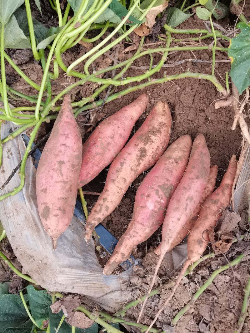 优质窖藏蜜薯