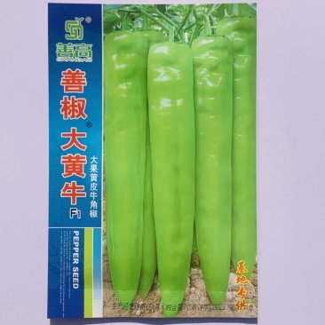 善椒大黄牛长果型辣椒种子黄绿皮早中熟耐热耐运输高产牛角椒