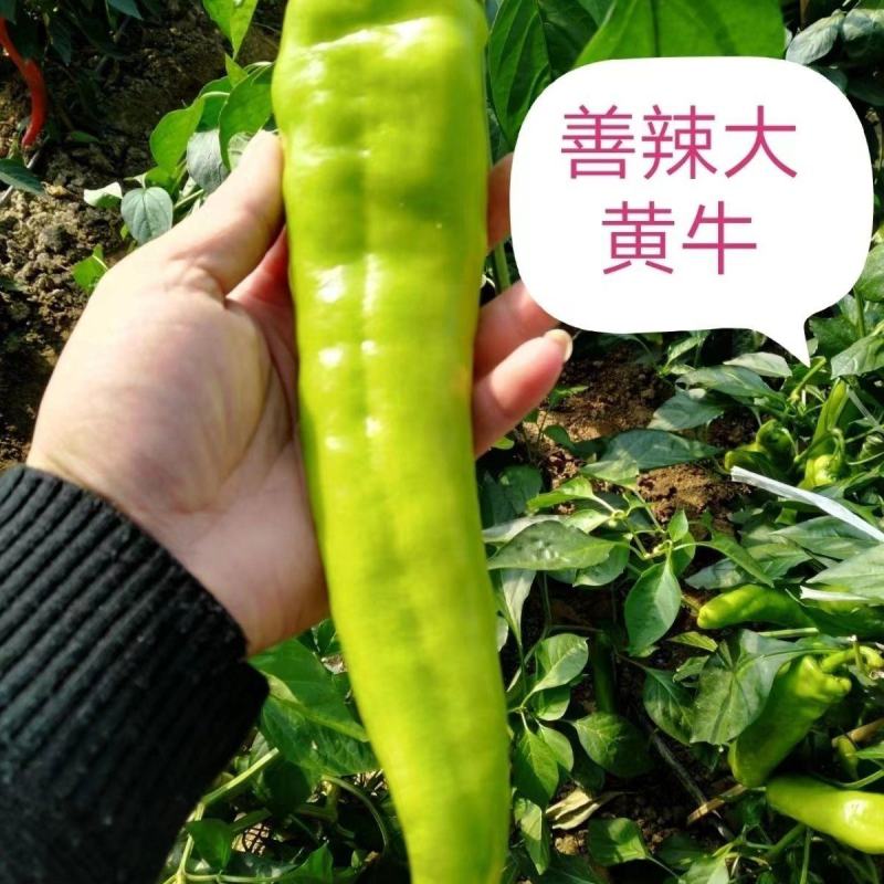 善椒大黄牛长果型辣椒种子黄绿皮早中熟耐热耐运输高产牛角椒