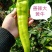 善椒大黄牛长果型辣椒种子黄绿皮早中熟耐热耐运输高产牛角椒