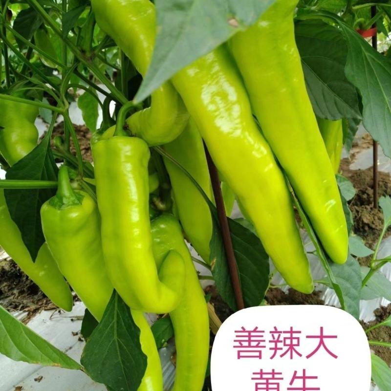 善椒大黄牛长果型辣椒种子黄绿皮早中熟耐热耐运输高产牛角椒