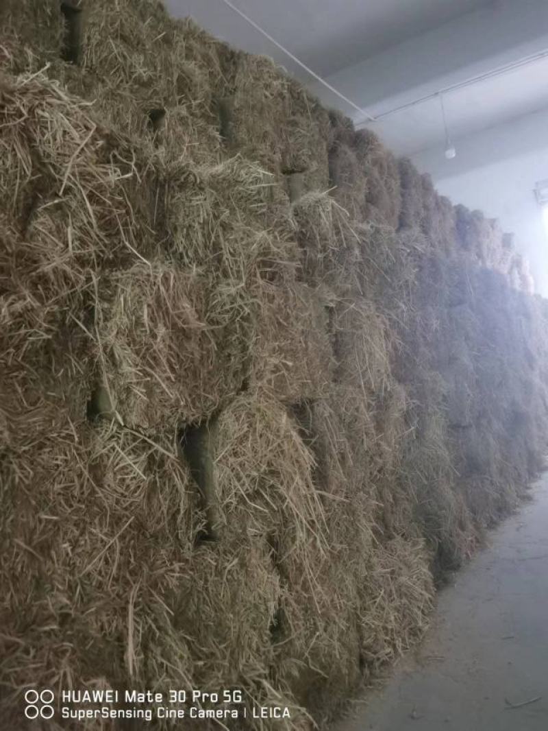 秸秆（雨后新鲜干稻草）优质稻草，货源充足欢迎来电咨询