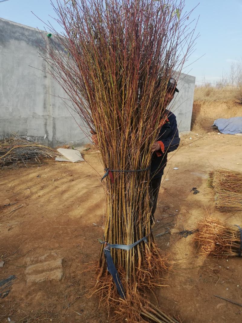 毛桃苗正品野生桃苗新鲜砧木嫁接用苗果树占地苗桃树实生苗山